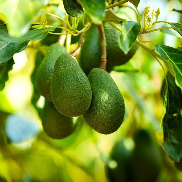 Avocado Grafted Plant - Persea Americana, Butter Fruit Plant (Grafted)